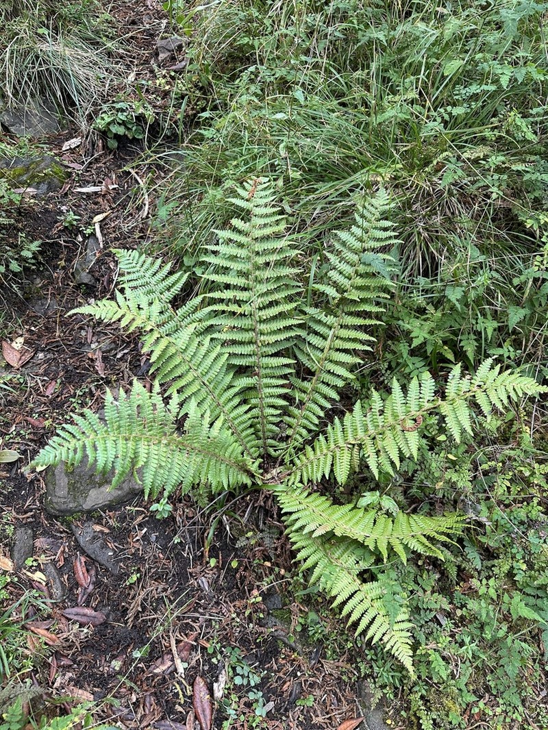 Dryopteris zayuensis photo 3