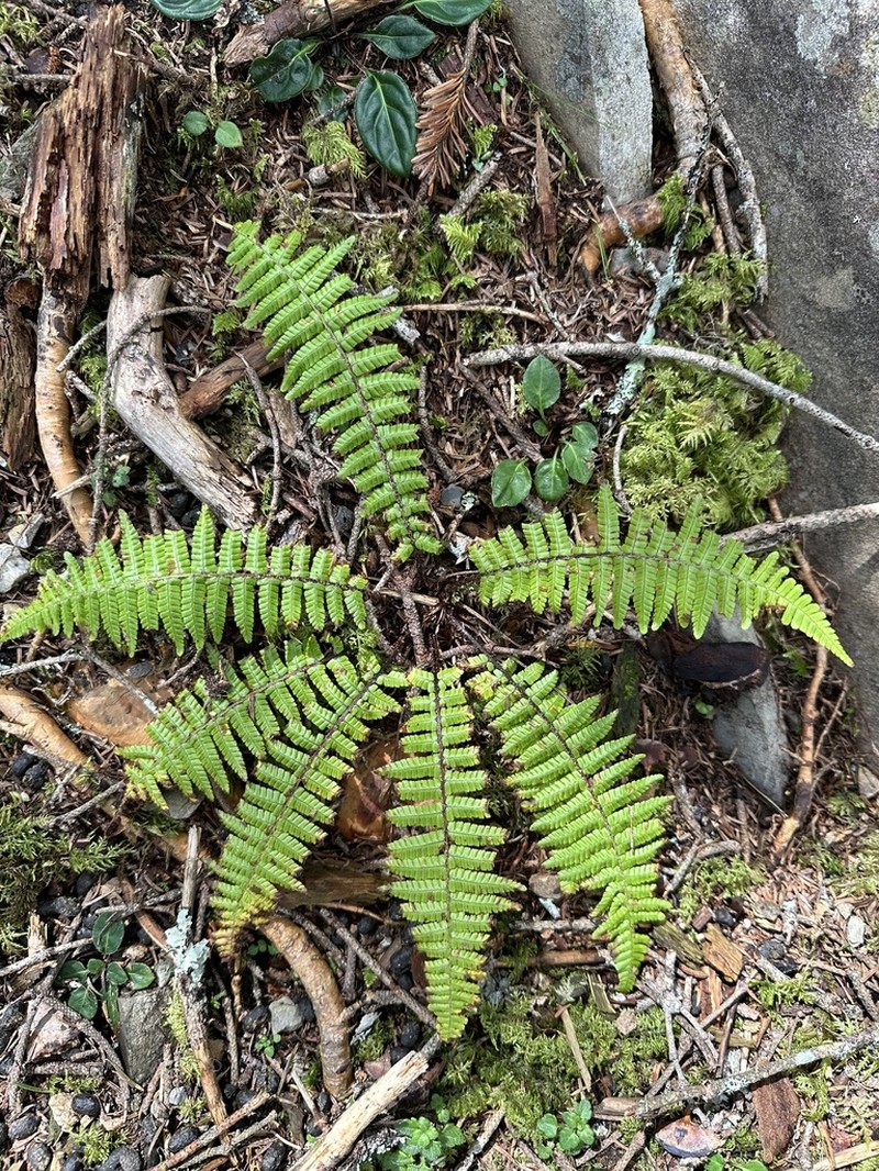 Dryopteris zayuensis photo 4