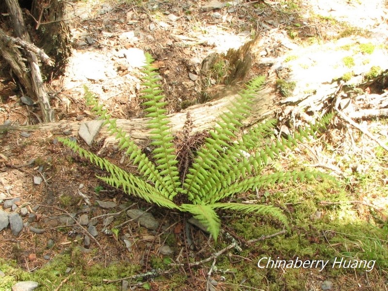 Dryopteris zayuensis photo 5