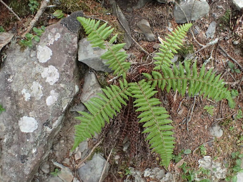 Dryopteris zayuensis photo 6