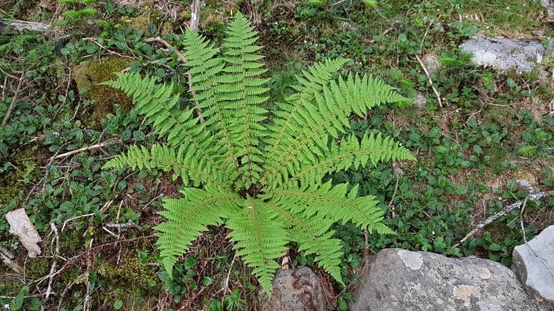 Dryopteris zayuensis photo 7