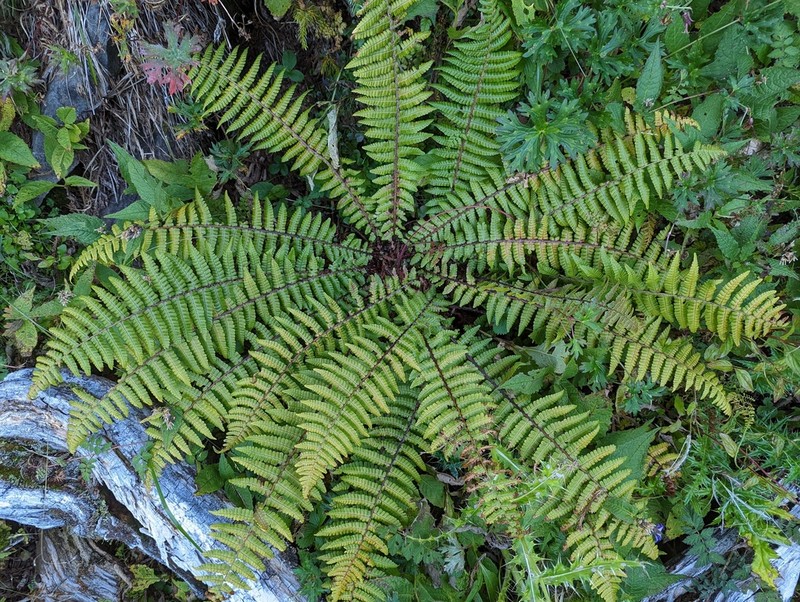 Dryopteris zayuensis photo 8