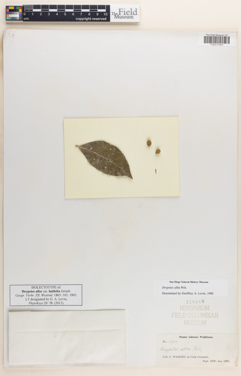 Drypetes alba subsp. latifolia