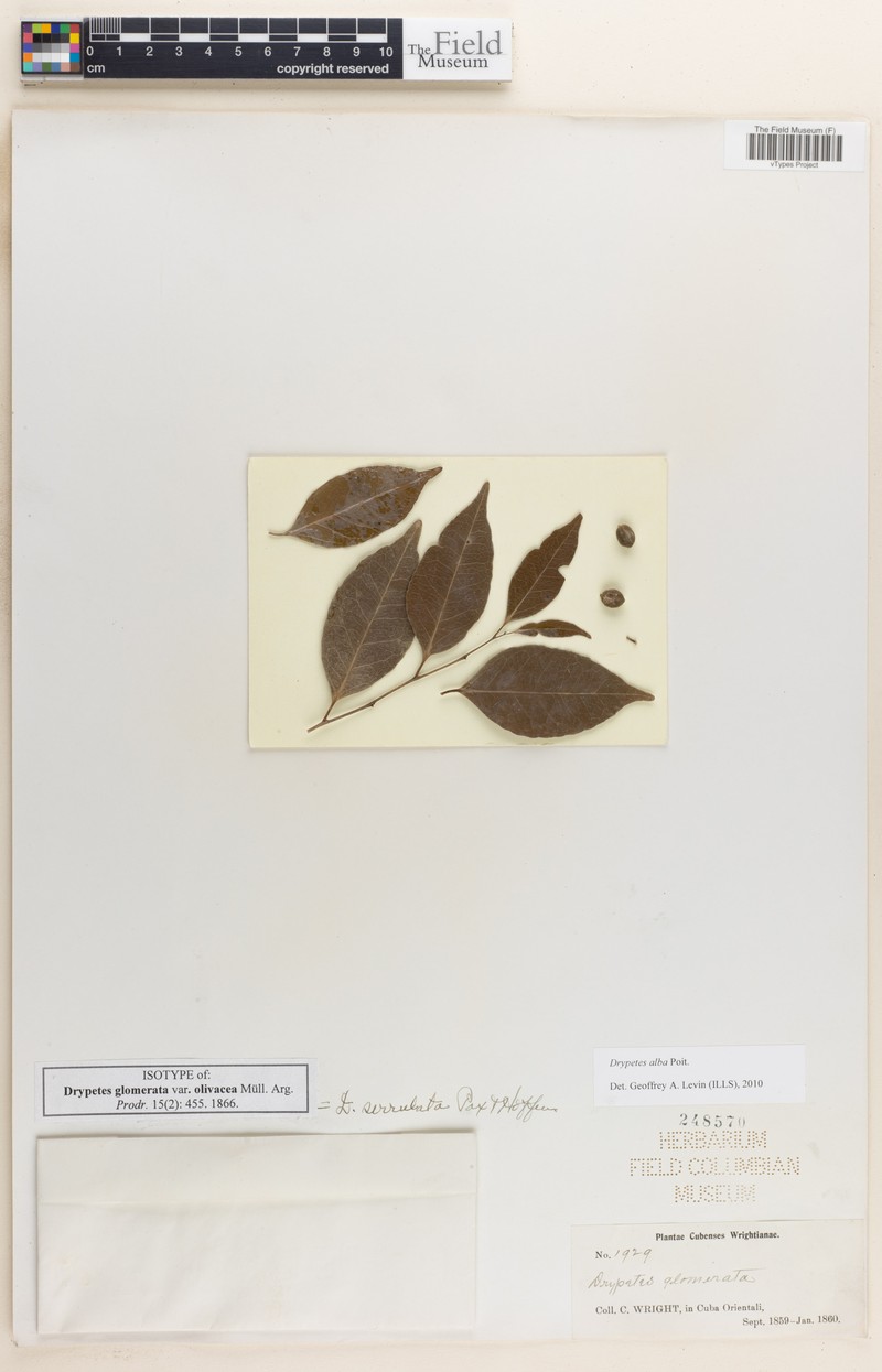 Drypetes alba subsp. latifolia photo 2