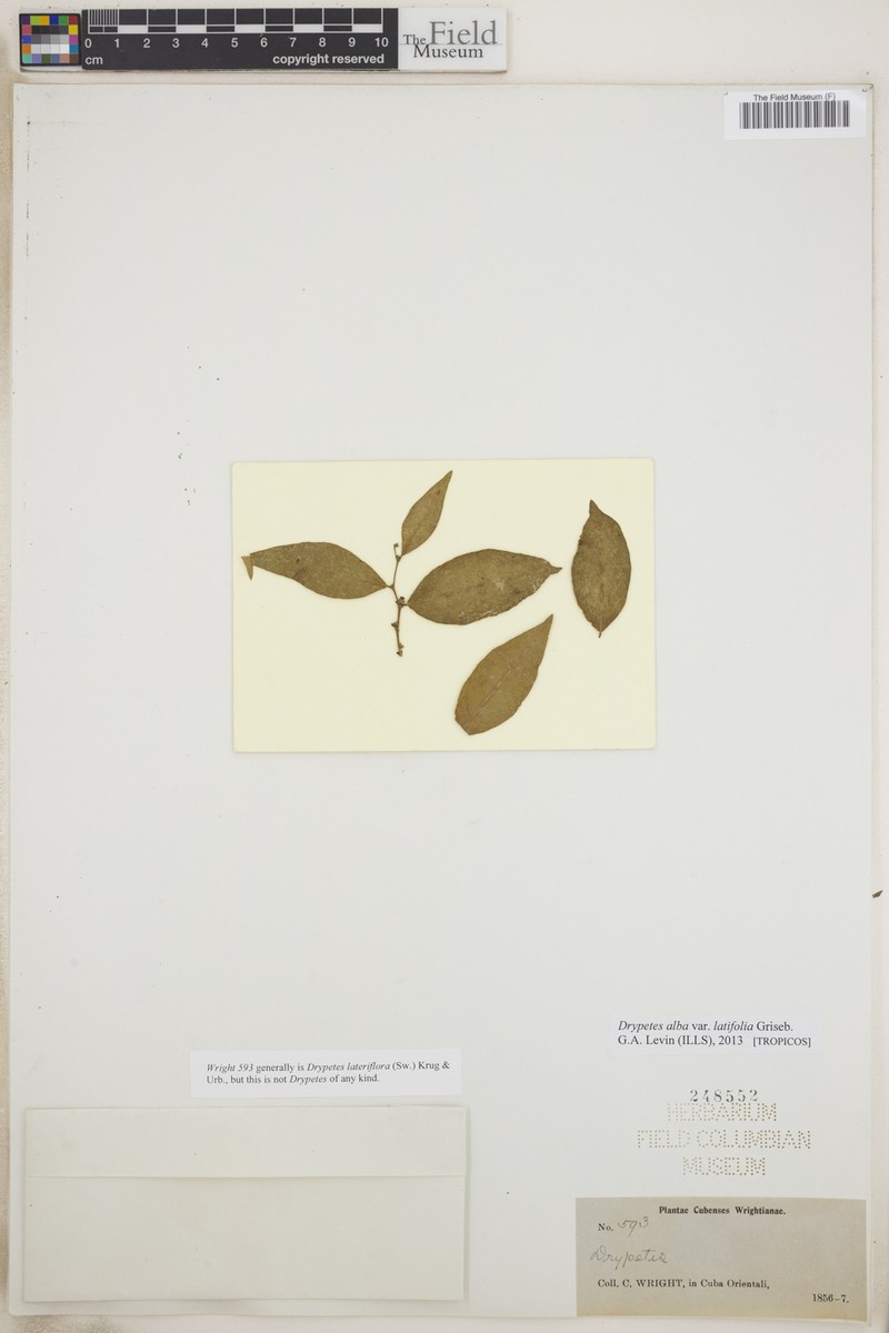 Drypetes alba subsp. latifolia photo 3