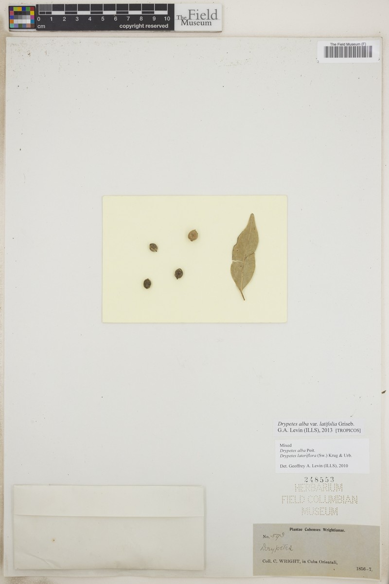Drypetes alba subsp. latifolia photo 4