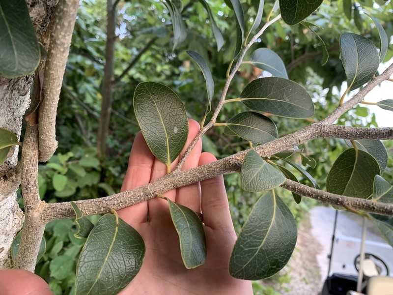 Milkbark