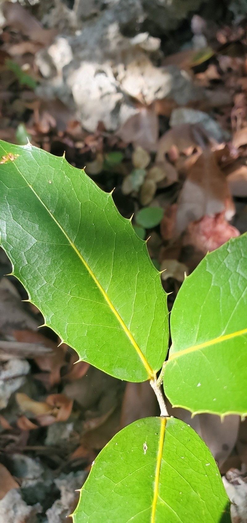 Milkbark photo 2