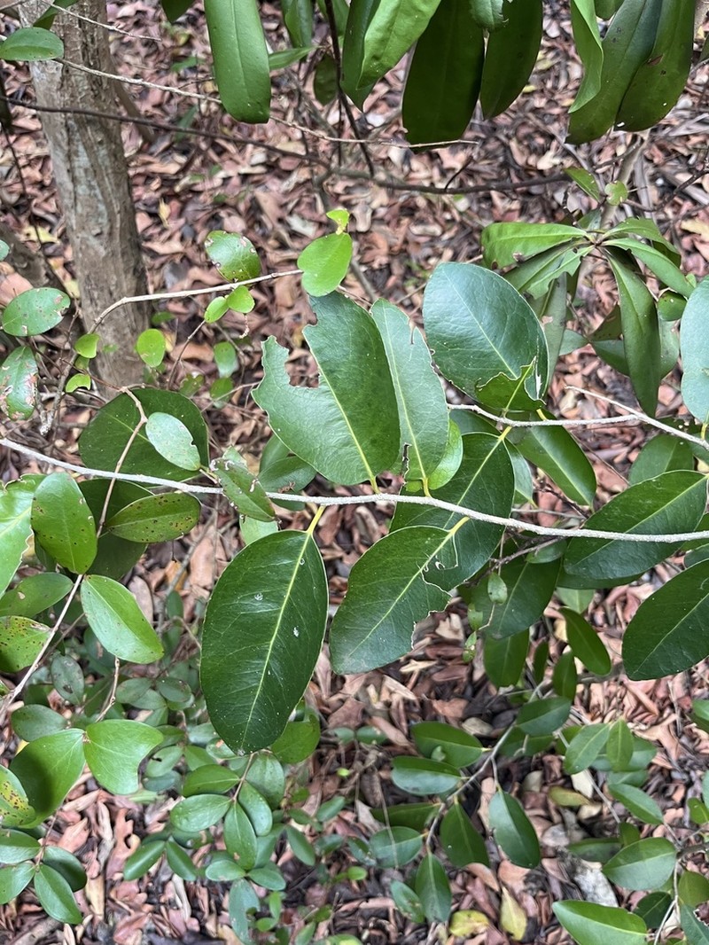 Milkbark photo 3