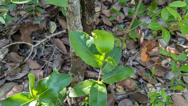 Milkbark photo 4