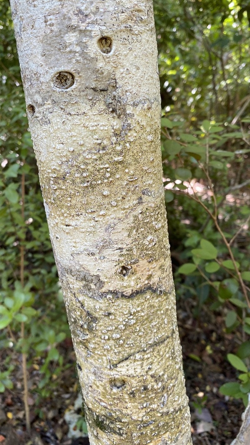 Milkbark photo 5