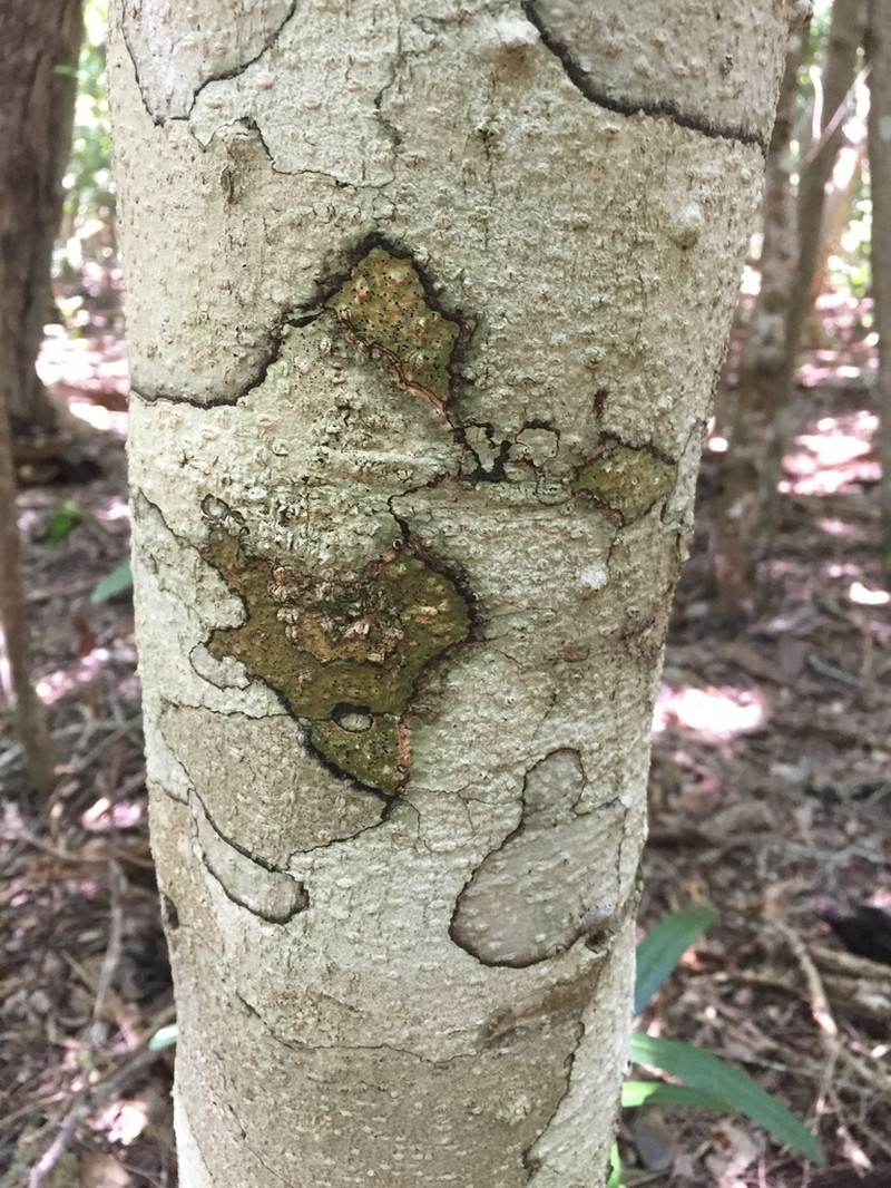Milkbark photo 6