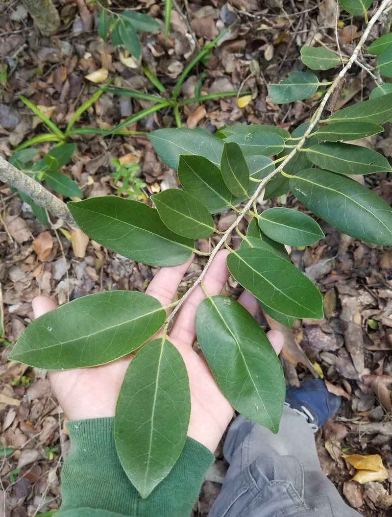 Milkbark photo 7