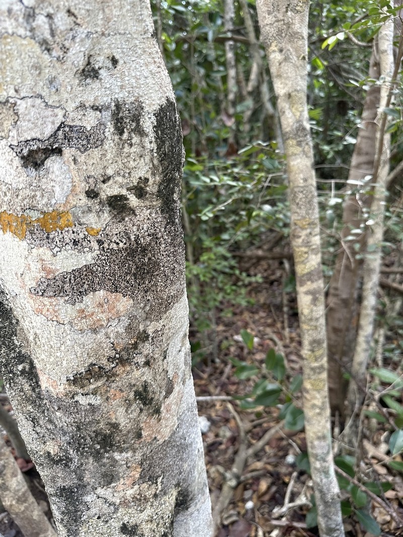 Milkbark photo 8