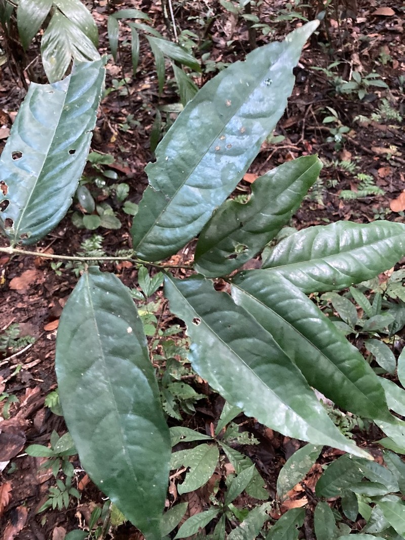 Drypetes gentryana