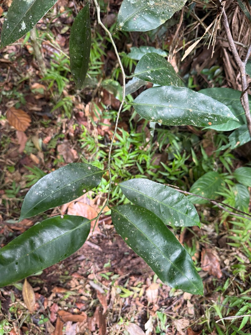 Varital photo 2