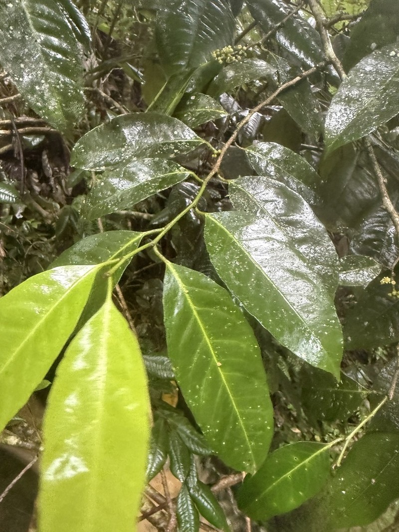Varital photo 3
