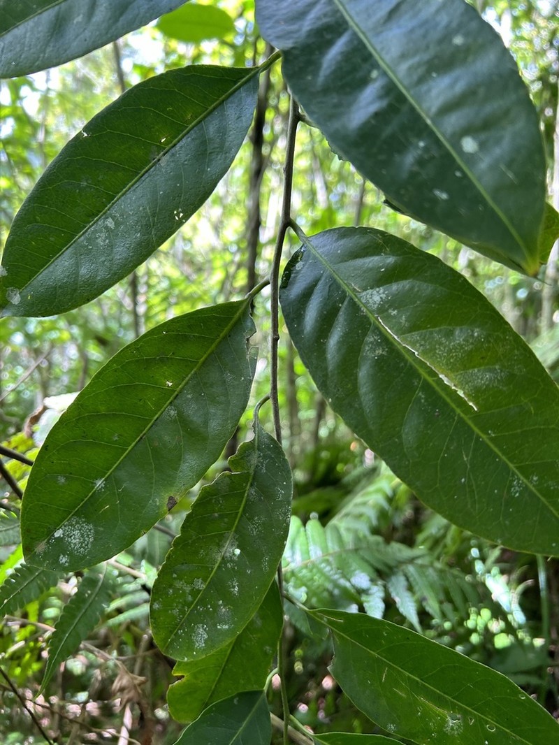 Varital photo 4