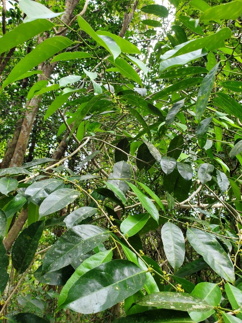 Varital photo 6