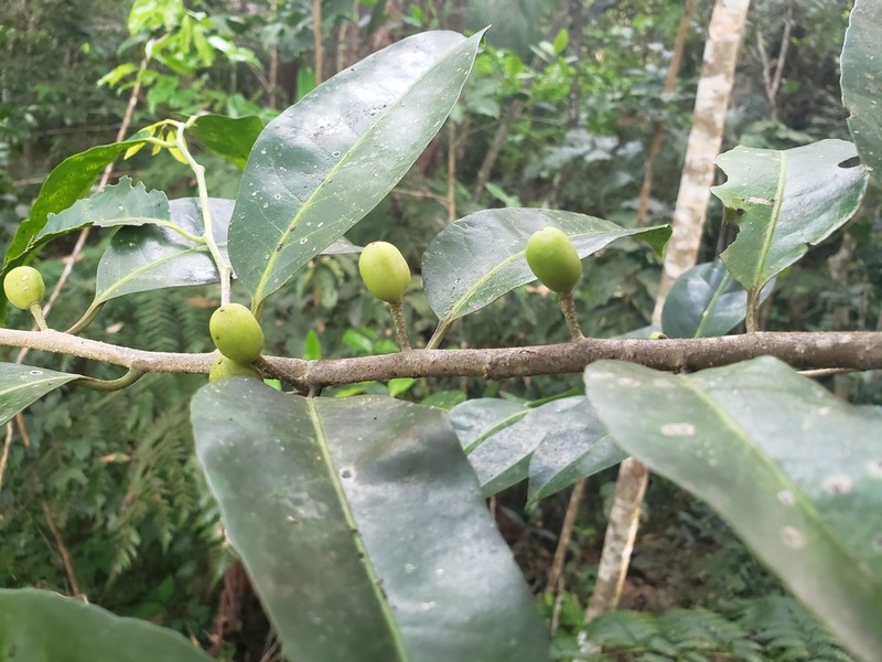 Varital photo 8