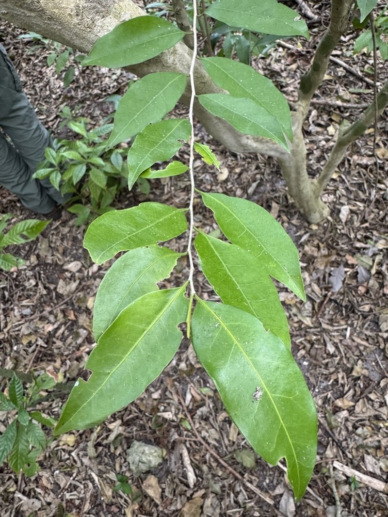 Guiana Plum