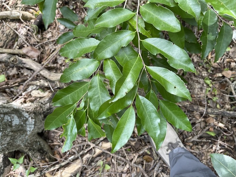 Guiana Plum photo 2