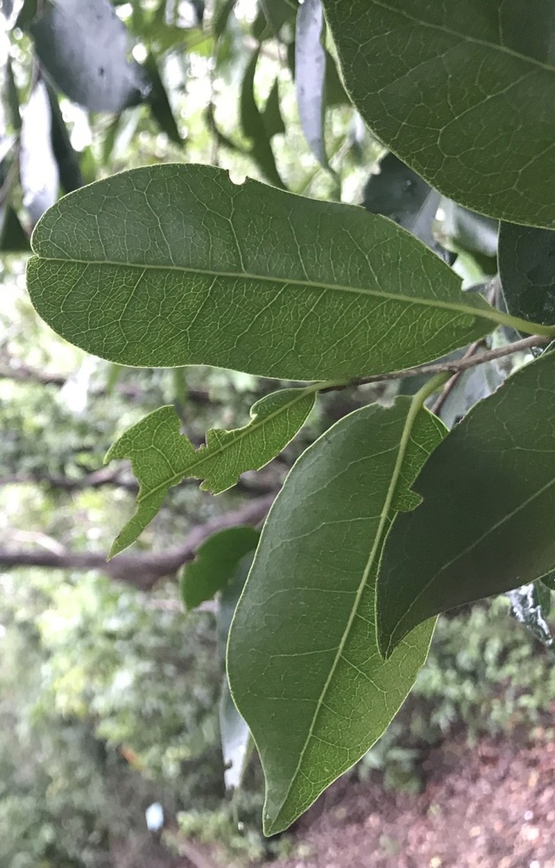 Guiana Plum photo 3