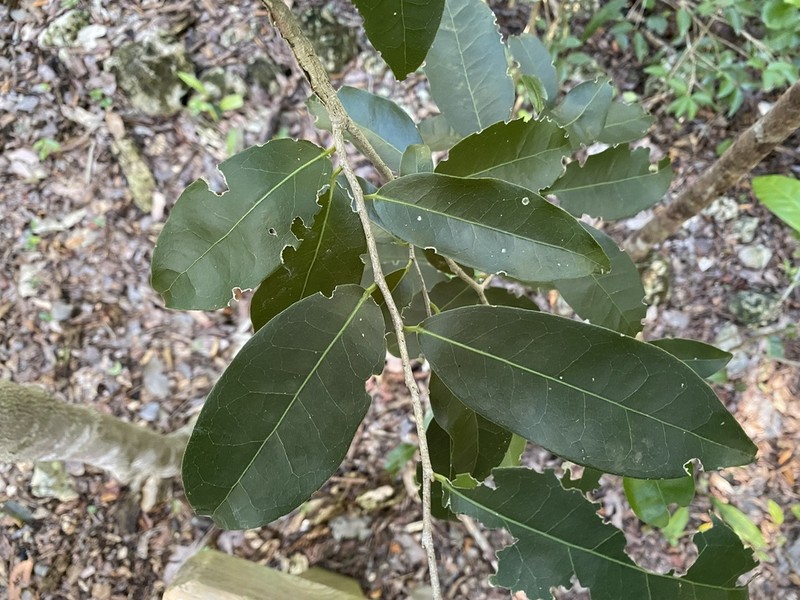 Guiana Plum photo 4