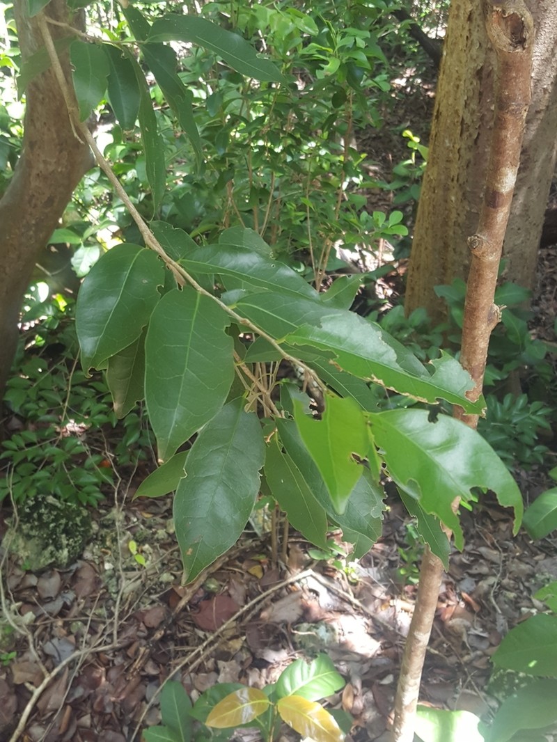 Guiana Plum photo 5