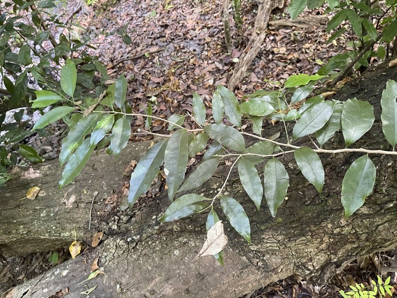 Guiana Plum photo 6