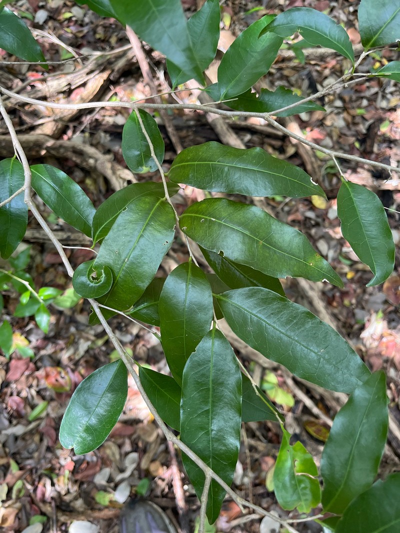 Guiana Plum photo 7
