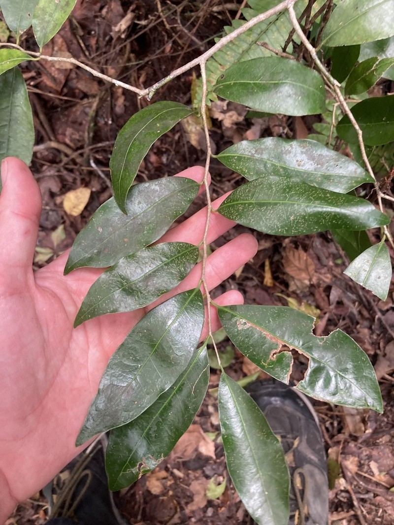 Guiana Plum photo 8