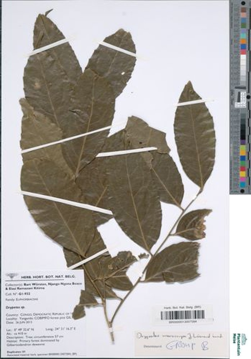 Drypetes morocarpa