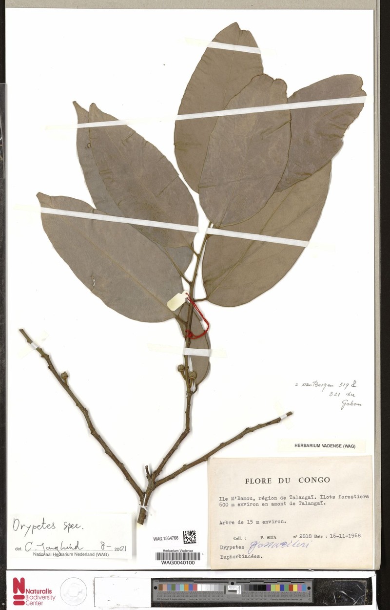 Drypetes palustris