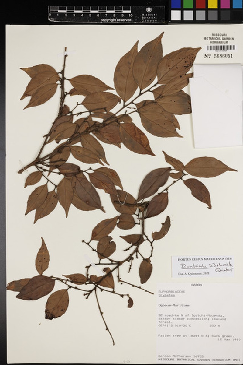 Drypetes umbricola