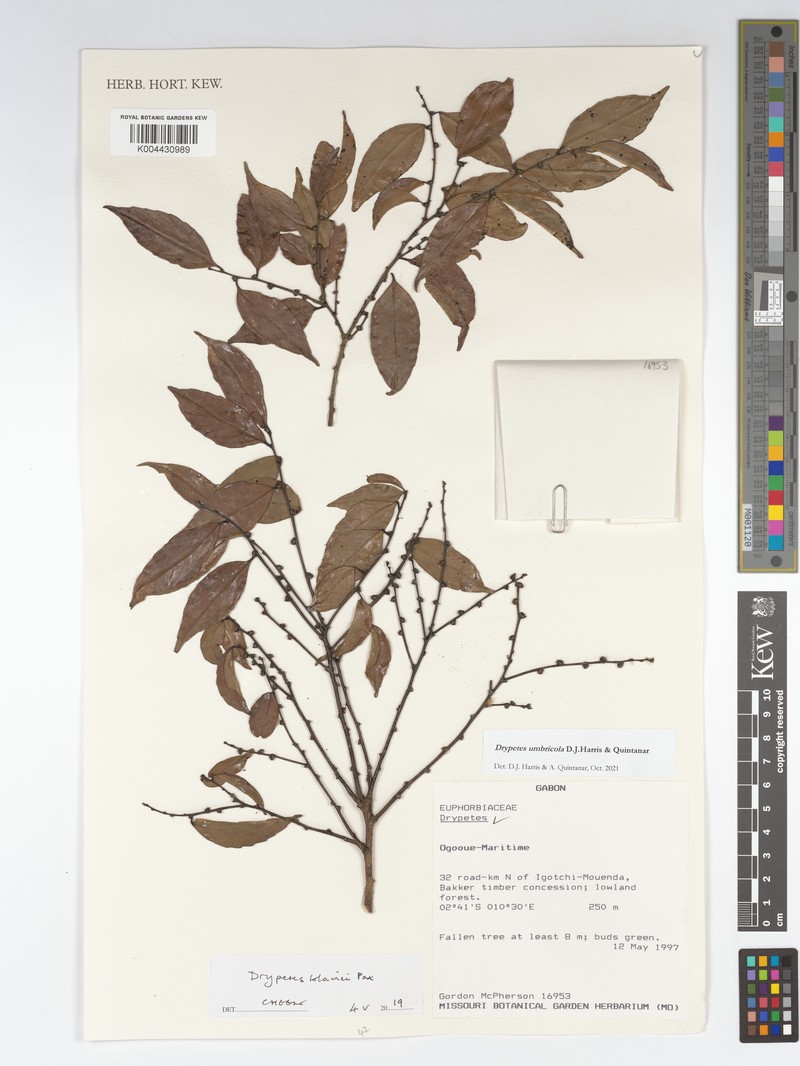 Drypetes umbricola photo 2