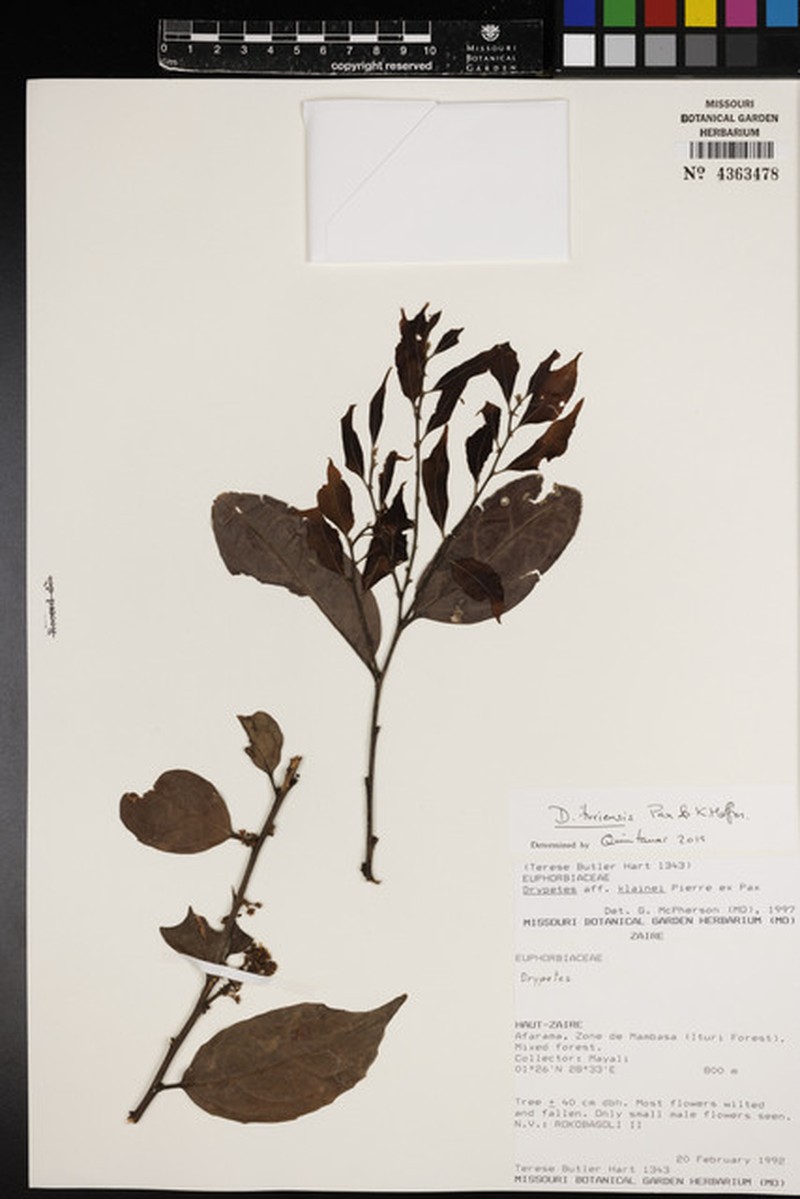 Drypetes umbricola photo 3