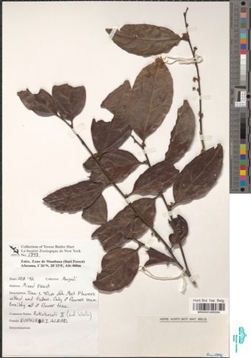 Drypetes umbricola photo 4