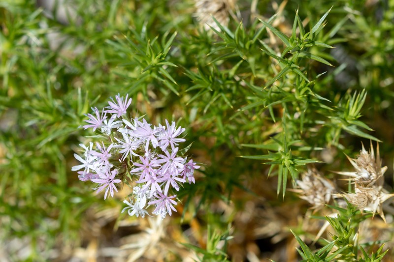 Drypis spinosa subsp. spinosa