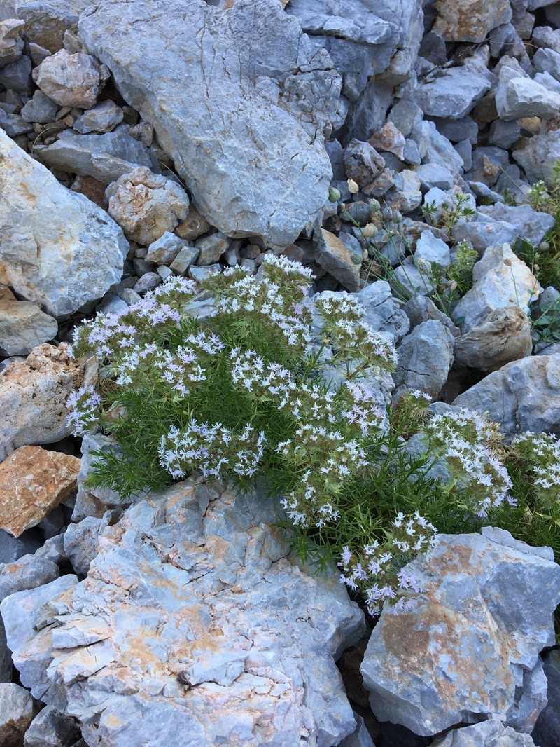 Drypis spinosa subsp. spinosa photo 2