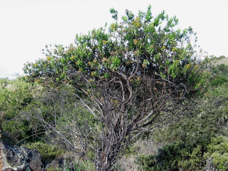 Mauna Kea Dubautia