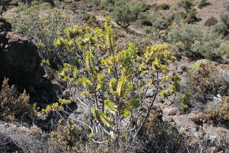 Mauna Kea Dubautia photo 6