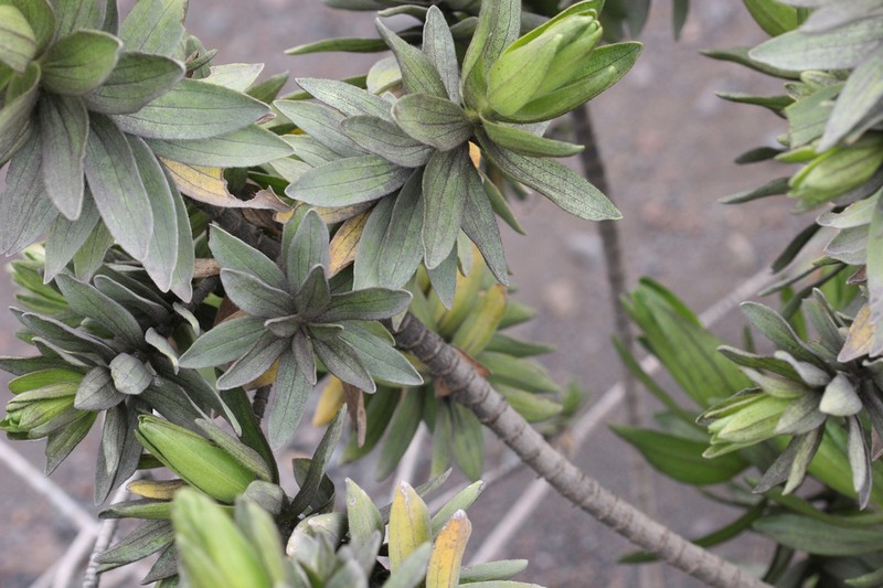 Mauna Kea Dubautia photo 8