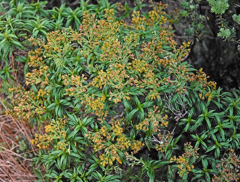 Dubautia carrii