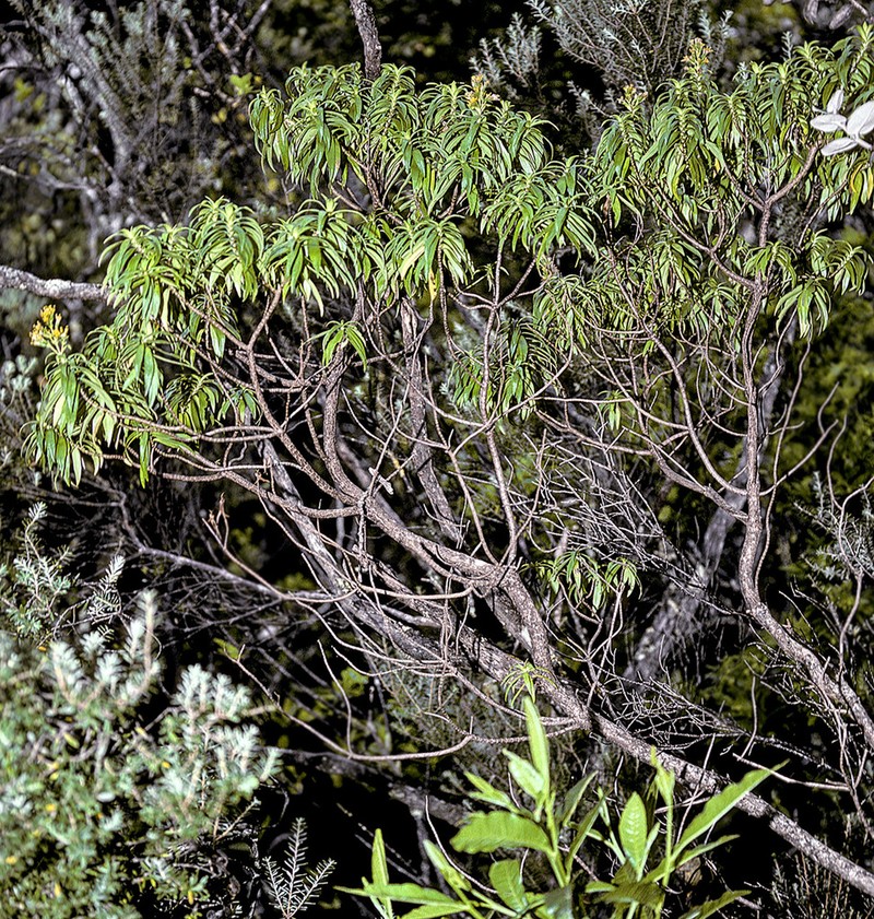 Dubautia carrii photo 2
