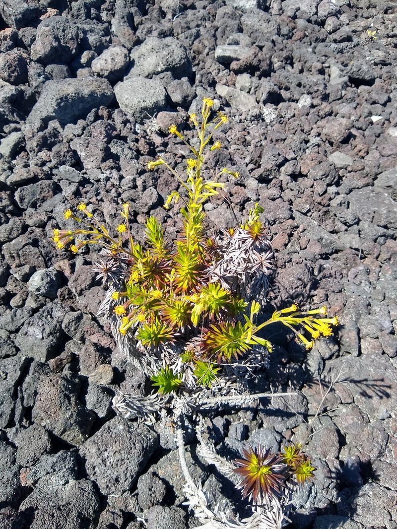 Lava Dubautia