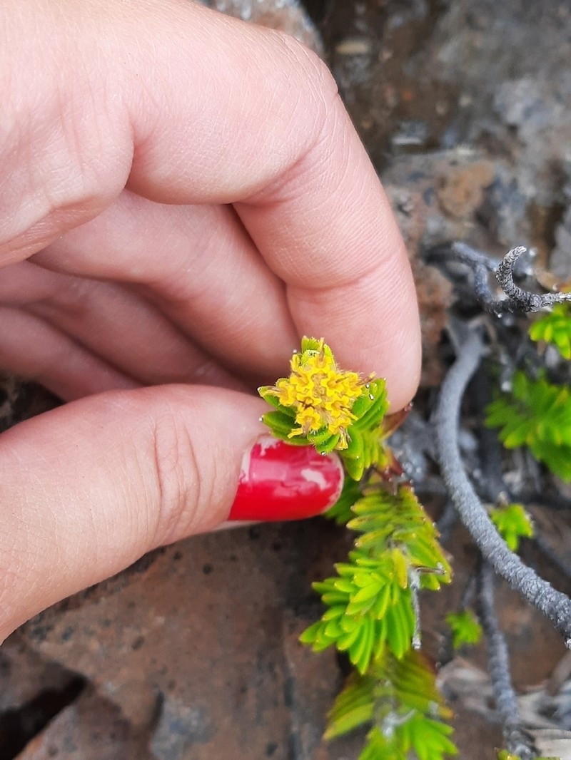 Lava Dubautia photo 2