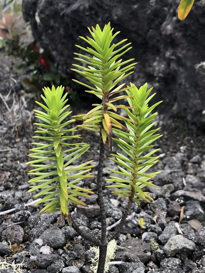 Lava Dubautia photo 3