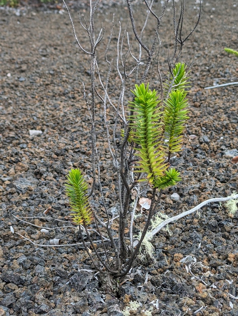 Lava Dubautia photo 4