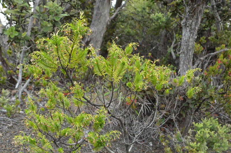 Lava Dubautia photo 6